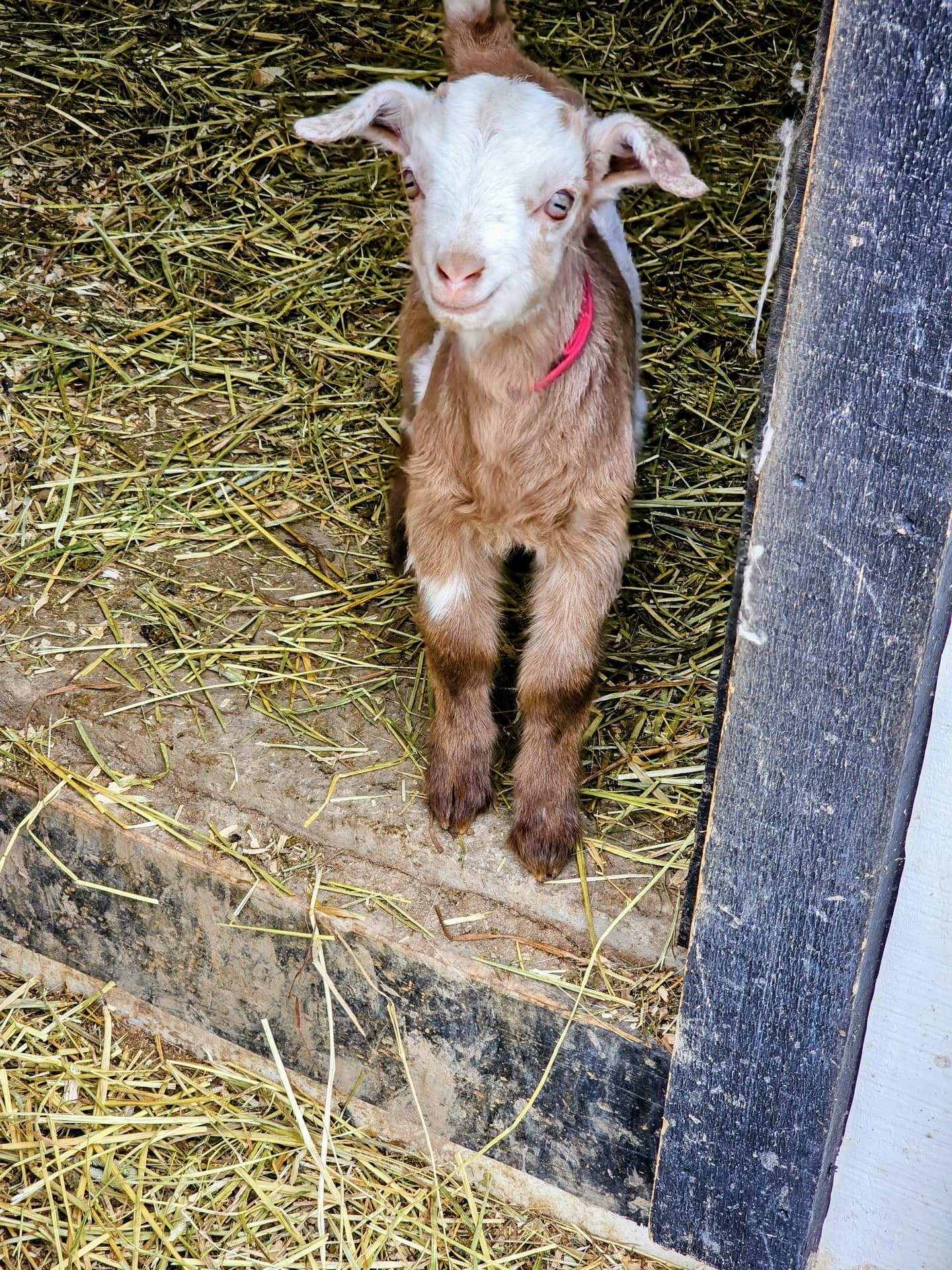 Dolly, a Kiko goat kid, in the barn doorway