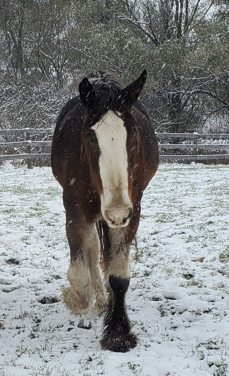 Clyde, a retired Clydesdale gelding, in the snow at Springhaven
