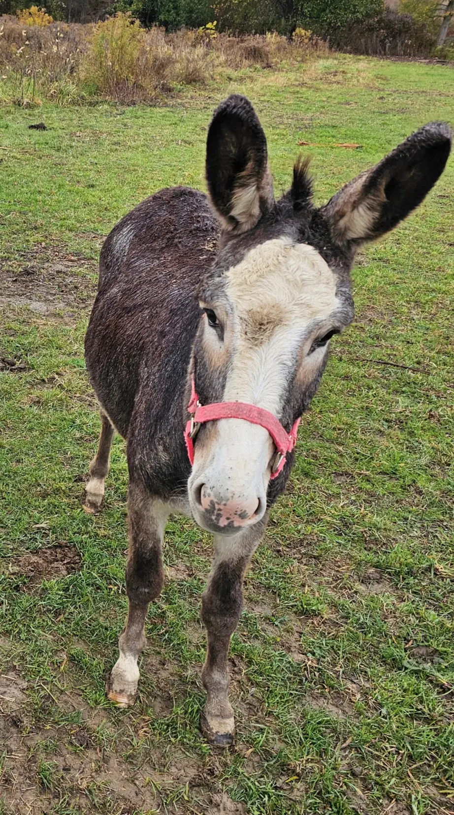 Daisy the donkey in the paddock at Springhaven